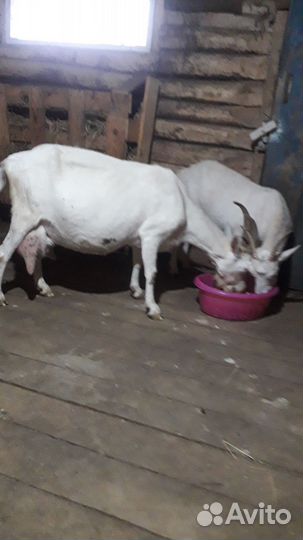 Коза дойная
