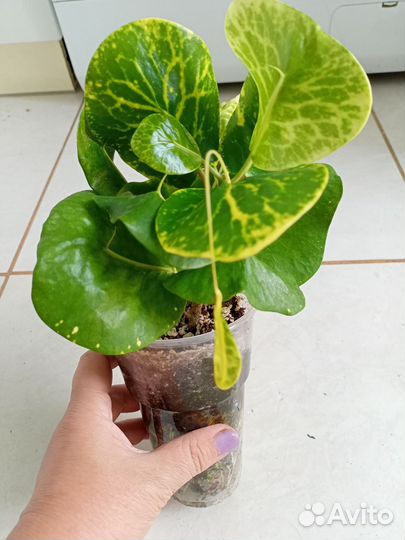 Кротон Paen Din Thong