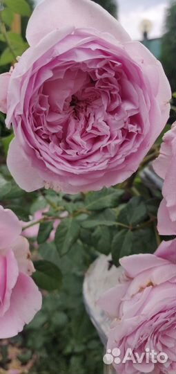 Роза пионовидная (бронь)