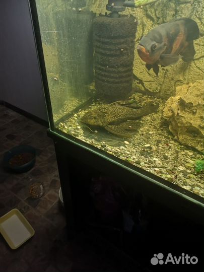 Астранотус,Парчовые сомы