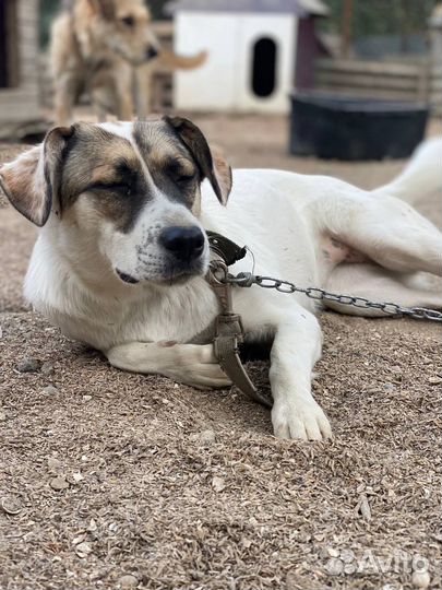 Отдам в добрые руки