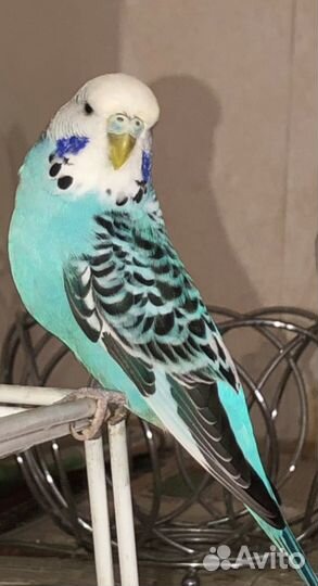 Волнистый попугай