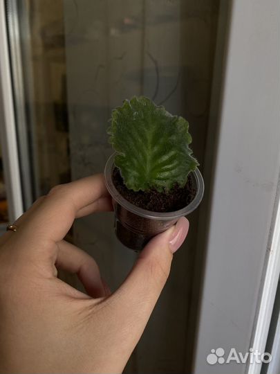 Детки сортовых фиалок 10 шт