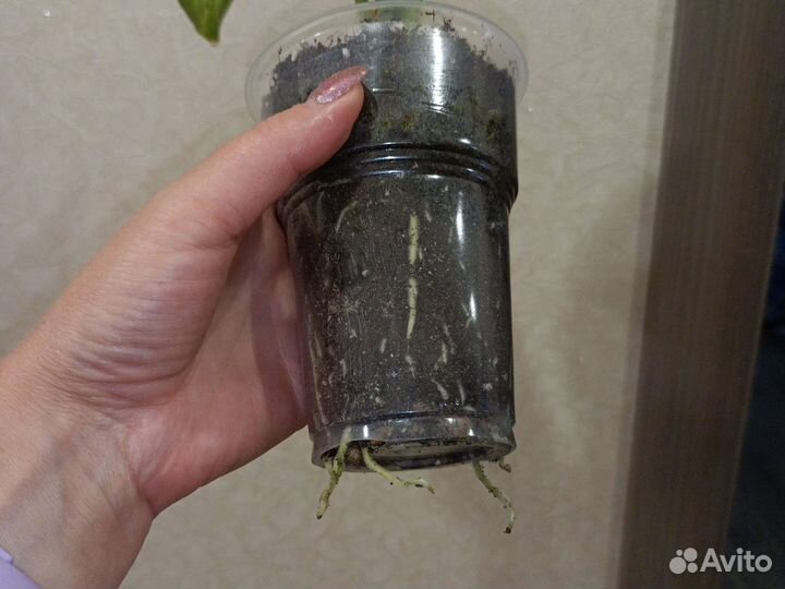 Аглаонема Крит, диффенбахия кустовая низкорослая