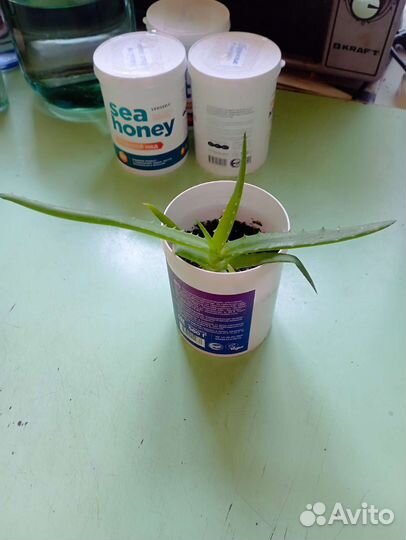 Алоэ лечебный (столетник)