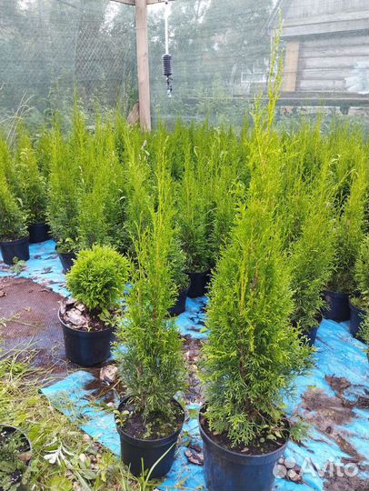 Саженцы туи смарагд