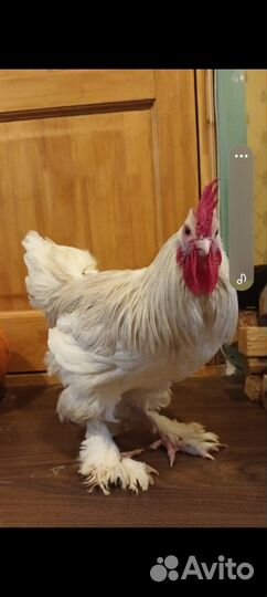 Петухи кохинхин