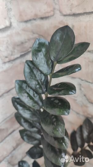 Замиокулькас черный равен. Фикус. Драцена. Кротон