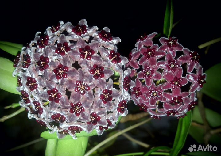 Хойи(хойя) / Hoya(hoyas)