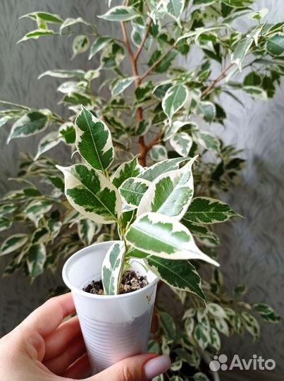 Фикус бенджамина 3 вида