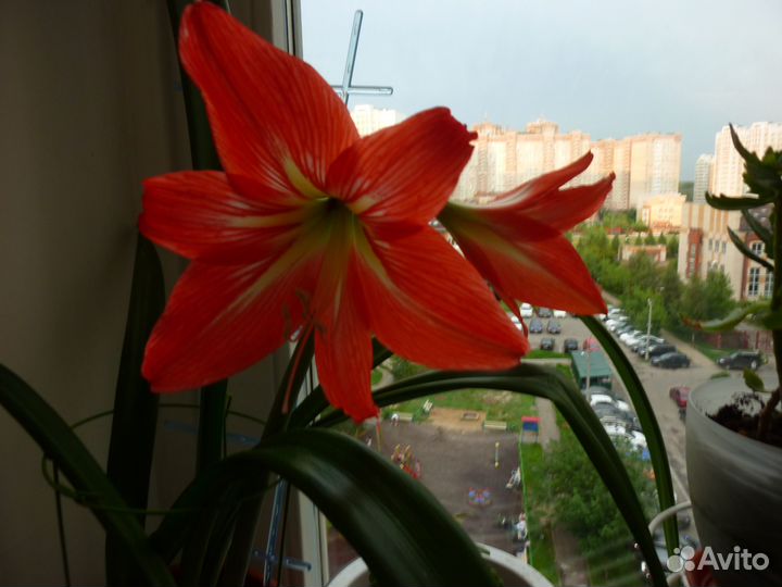 Цветок гиппеаструм