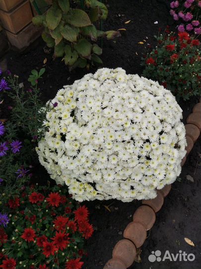 Садовые цветы хризантемы