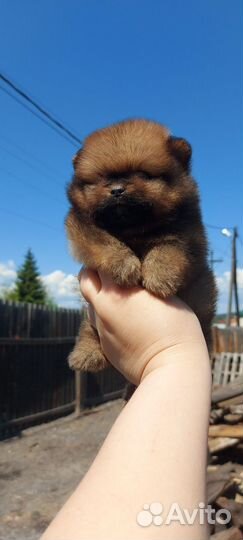 Помиранские шпицы