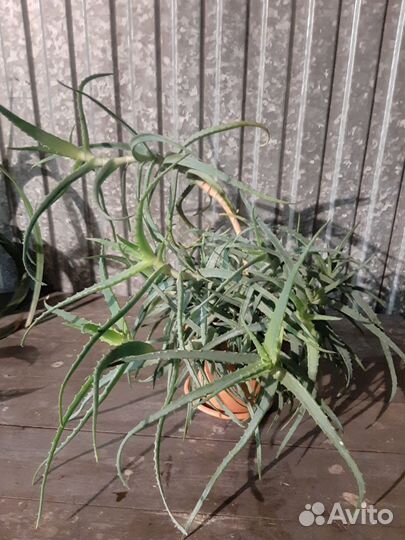 Комнатные растения лекарственные