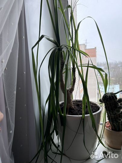 Пальма бокарнея (нолина штамбовая)