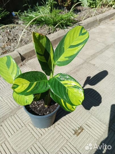 Домашние Цветы