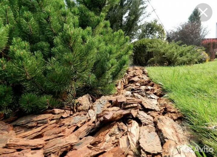 Мульча кора лиственницы