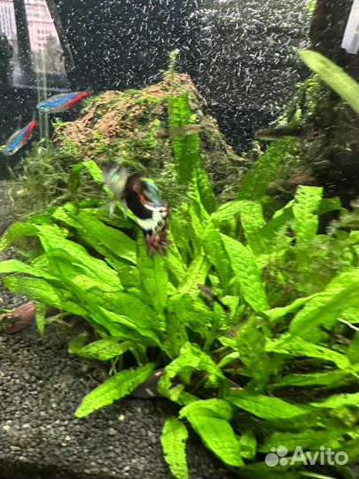 Молодые гуппи