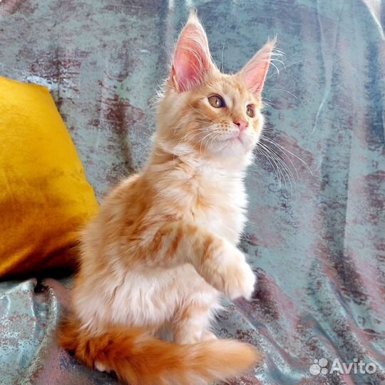 Котята мейн-кун