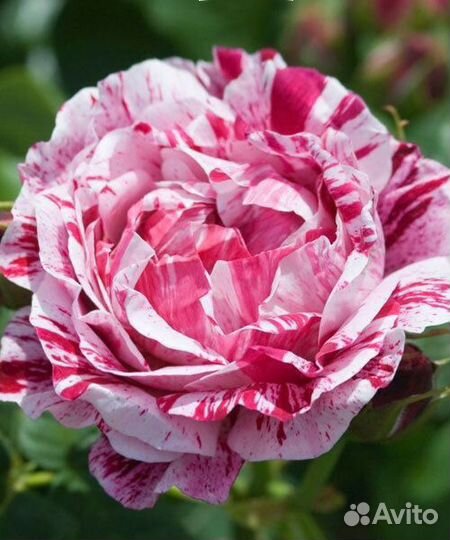 Роза Фердинанд пичард