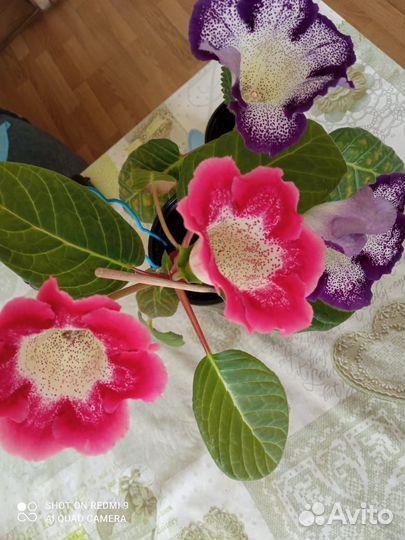 Глоксиния цветущая