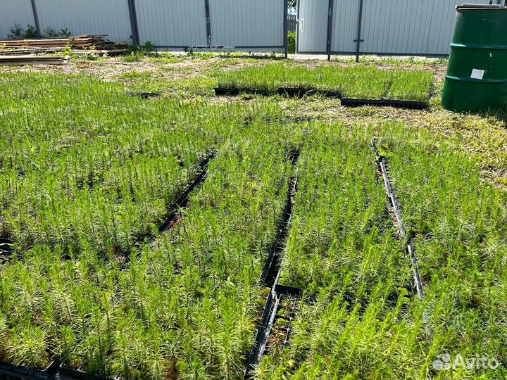 Сеянцы сосны зкс от производителя