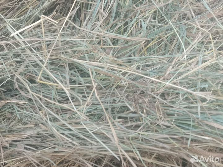 Сено в рулонах