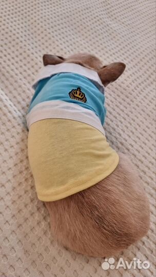 Рубашка для собаки мелких пород