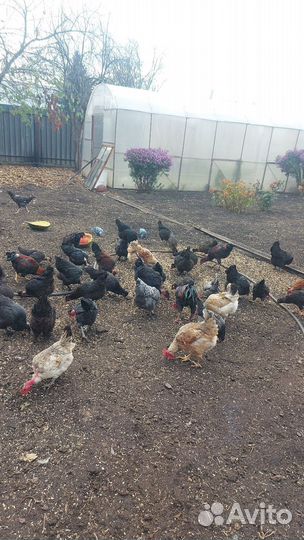 Куры несушки