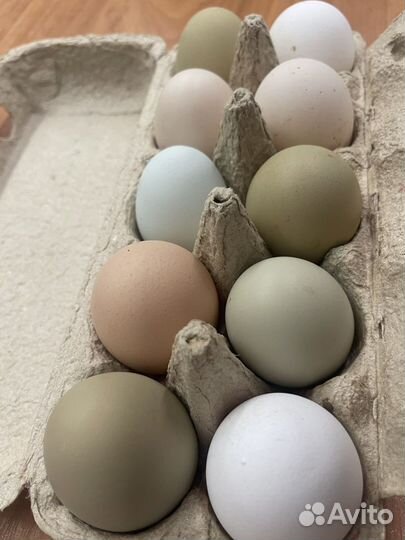 Яйца для инкубации помесные
