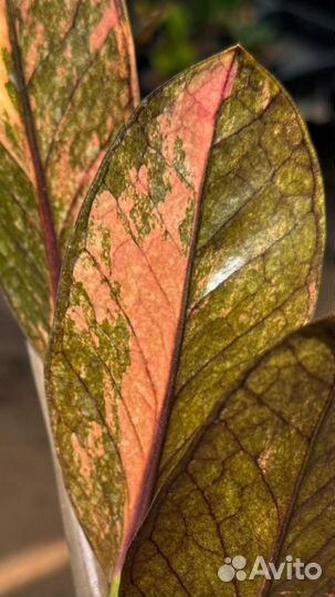 Замиокулькас вариегатный блек Оранж колекционая