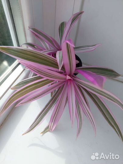 Традесканция