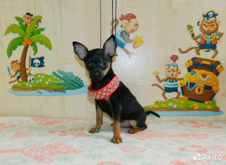 Мальчик той-терьер