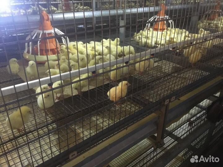 Братская птицефабрика