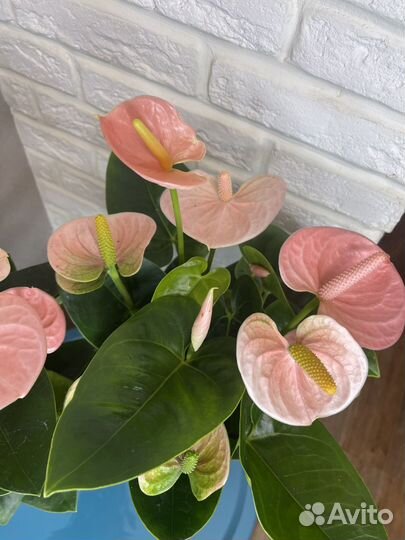 Антуриум мужское счастье комнатные цветы