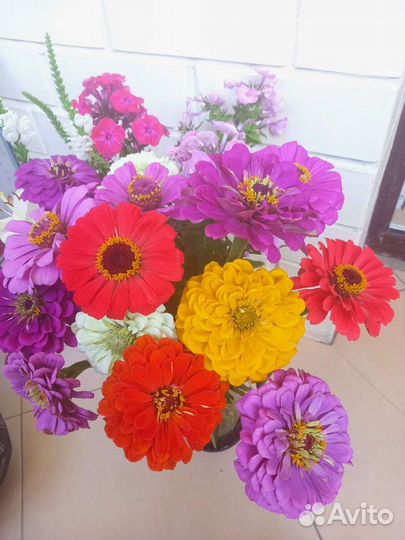 Цинии разных оттенков, срезка в июле
