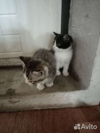 Кошка в дар бесплатно