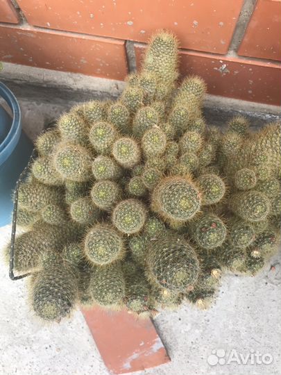 Отросток цветущего кактуса