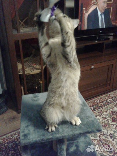 Котенок Шейла в добрые руки