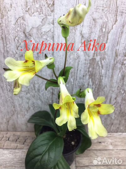 Примулина /Хирита/ детки