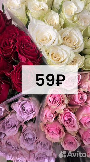 Роза 59
