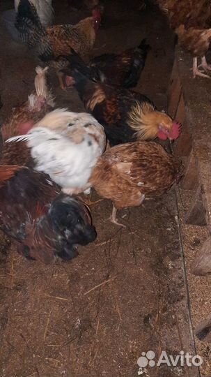 Молодые петухи