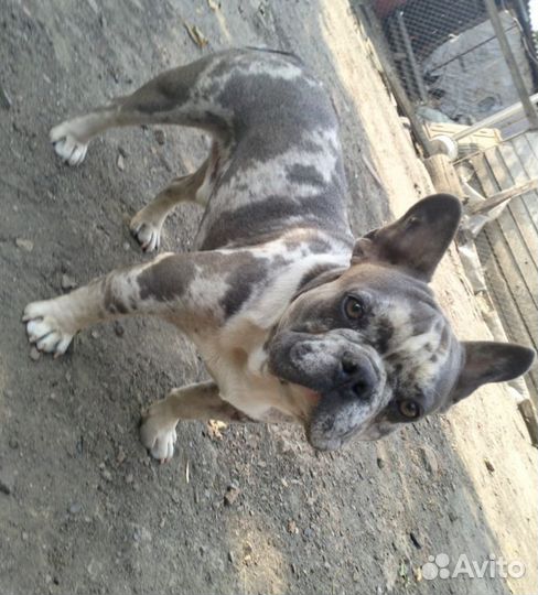 Французский бульдог кабель вязка