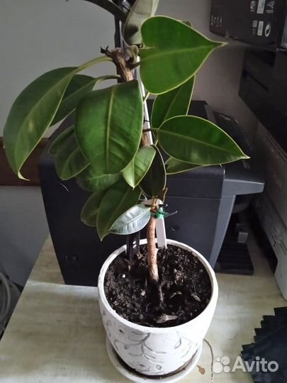 Растения для офиса в горшках. На окно/мебель