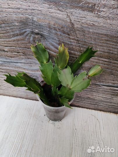 Декабрист (шлюмбергера) белый