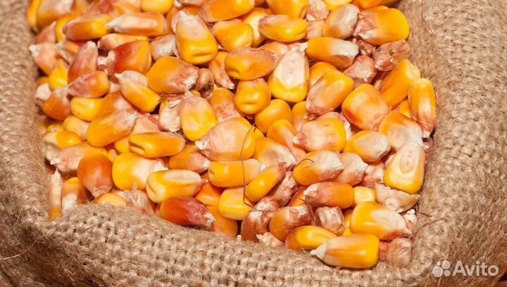 Кормовая пшеница, Рожь яровая на корм/посев