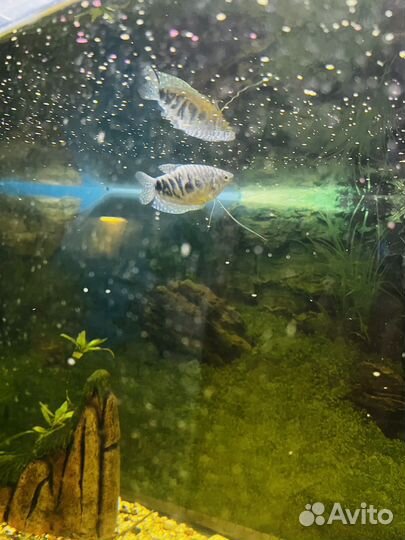 Аквариумные рыбки