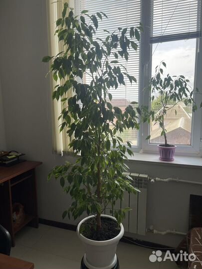 Бенджамина