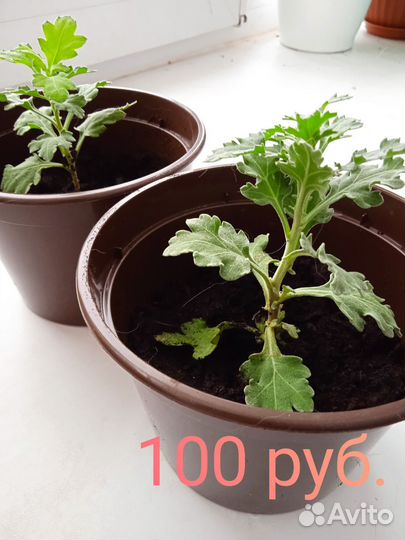 Хризантема желтая