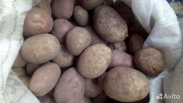 Едовой картофель